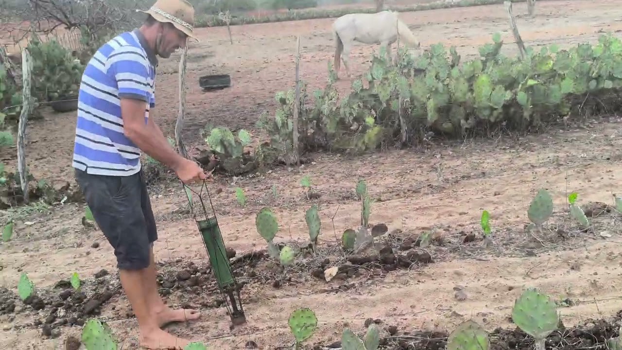 Benedito iniciando seus plantio 