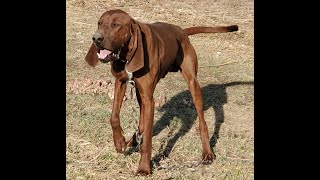 Sadly abandoned - REMINGTON REDBONE is available for adoption - 1.5 years old by River Styx Scent Hounds 529 views 1 month ago 3 minutes