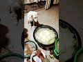 डिक्सी आज बेफर बनवा रही है दोस्तों #funny #cute #love #petlover #youtubeshorts #petsrule #funnydog