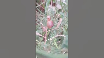 Ốc Sên hoang dã này lạ quá