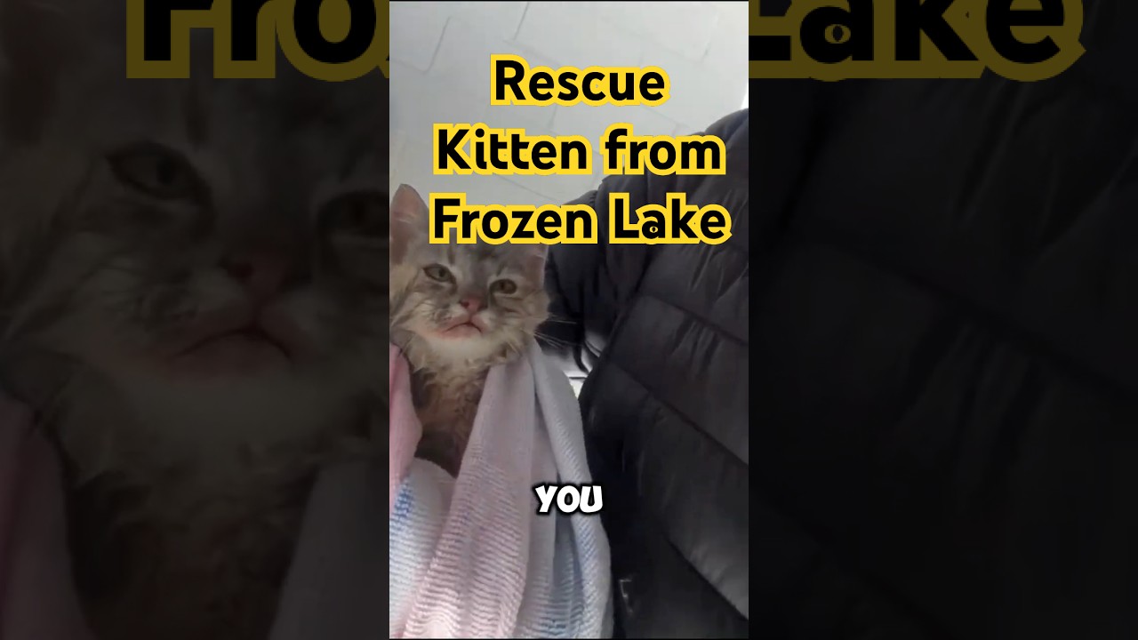 Miracle Rescue: Saving a Stray Kitten Frozen to a Dock