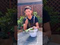 The simplest way to propagate Phalaenopsis#Butterfly orchid#Flowers and green plants#T