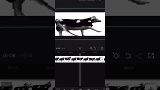 Polish cow meme #funny cow# dancing# Polish cow meme #funny cow# dancing#