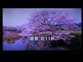 風雪桜 北野まち子・♬伊藤きみ江