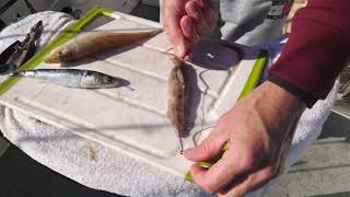 Lee Rayner's Tips - Rigging a squid