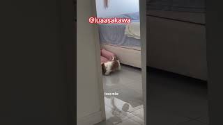Essa fofura tão inteligente 🐕❤️