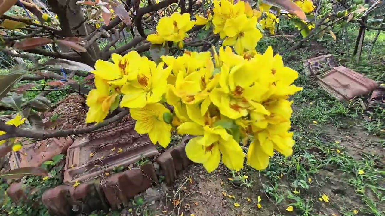 Hình ảnh đep nhất năm 2026 tai vườn nhà