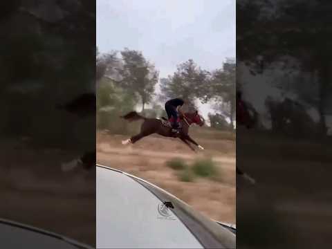 حصان سريع طيارة ما شاء الله