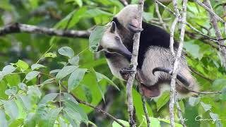 Caño Negro Wildlife Refuge on your own.