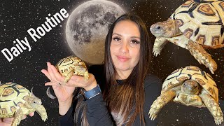 How I care for my LEOPARD TORTOISE | SETUP