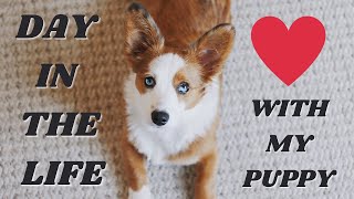 A Day in the Life with a Corgi (mix) Puppy!