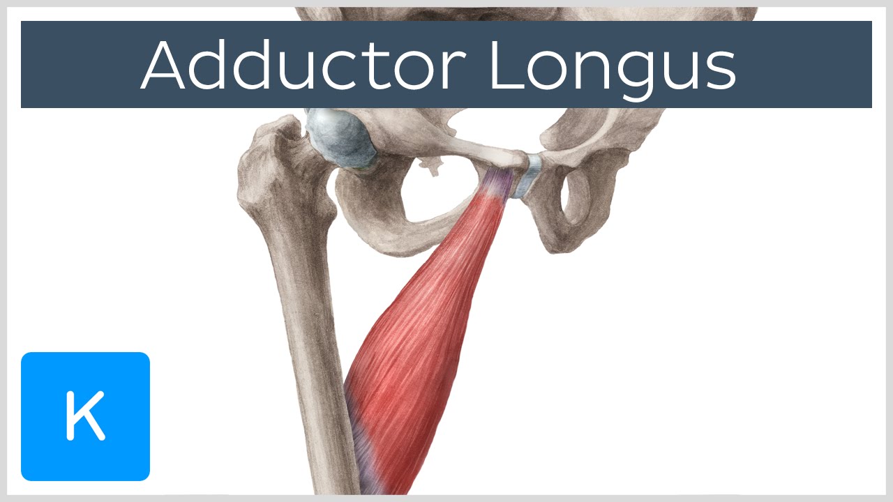 Adductor Longus Muscle 114