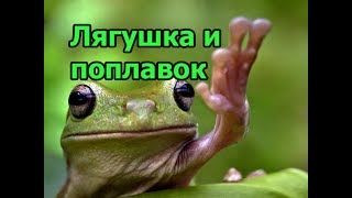 ЛЯГУШКА напала на поплавок!!! Прикольные животные.