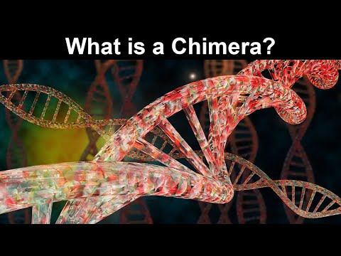 Video: Co znamená hemimetaboly?
