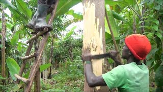 Bark Cloth Production in Uganda (English subtitles)