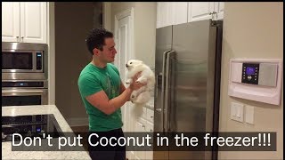 Don't put Coconut in the freezer!!!!