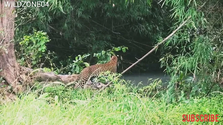 #Leopard amazing jump @Tadoba National Park Maharashtra