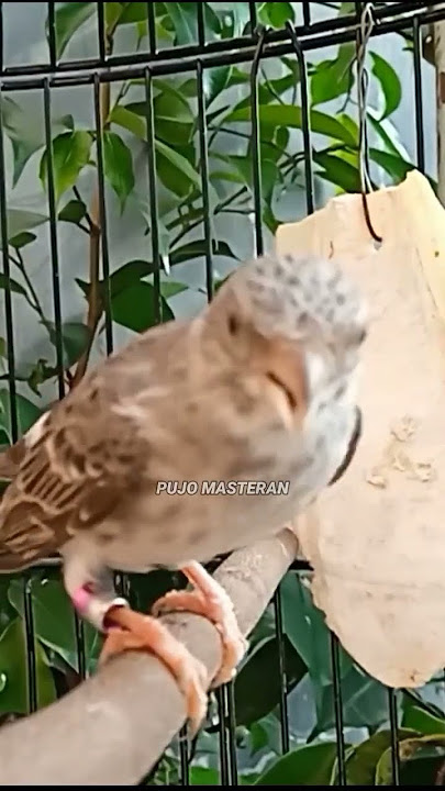 Kicau Burung Edel Sanger Gacor Roll Speed Rapat.