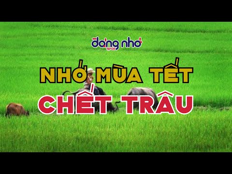 Nhớ mùa tết chết trâu