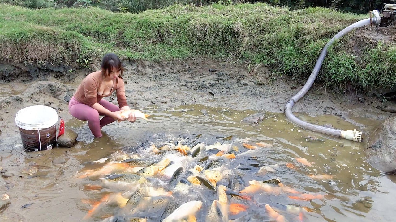 Girl uses bamboo cage and net to catch fish, Amazing Hand Fishing, Catch Big Catfish Cath By Hand