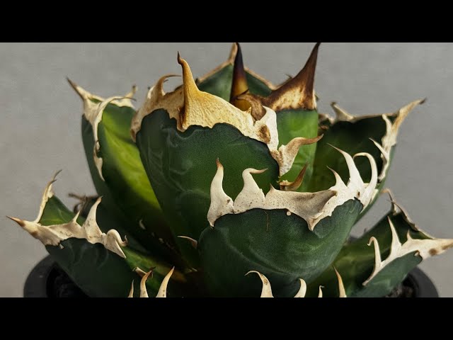 20260126 アガベ・チタノタ 赤猫(中株)012｜agave titanota redcat