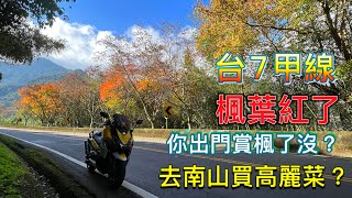 （雀斑大叔）台7甲線楓葉紅了！賞楓/跑山/買高麗菜！maxsym tl 500 iphone pro13拍攝影片寶麗萊行車紀錄器