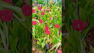 Tulipa Gesneriana