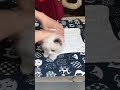 Котики приколы, смех