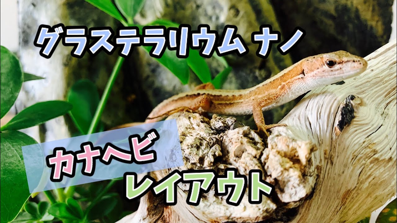 グラステラリウムナノでカナヘビのお部屋づくり - YouTube