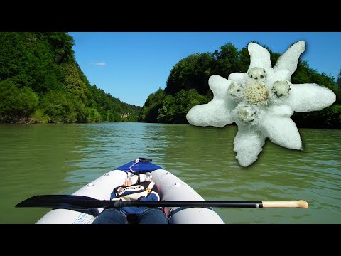 Video: Edelweiss - cvijet gorja
