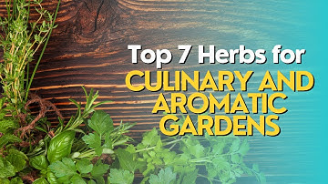Top 7 Herbs for Culinary and Aromatic Gardens