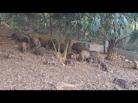 Video Chia sẻ tách lợn con đúng cách và cách ủ thức ăn vi... - youtube