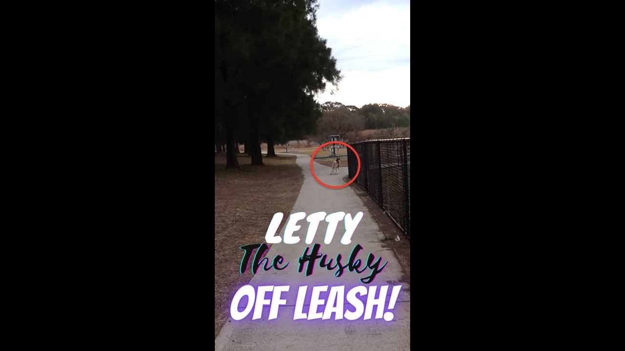 CAN YOU TRUST A HUSKY OFF LEASH? | WHAT LETTY THE HUSKY IS LIKE OFF LEASH! | 