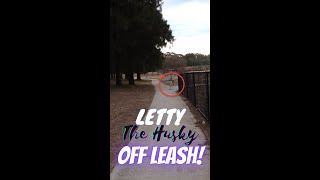 CAN YOU TRUST A HUSKY OFF LEASH? | WHAT LETTY THE HUSKY IS LIKE OFF LEASH! | #SHORTS