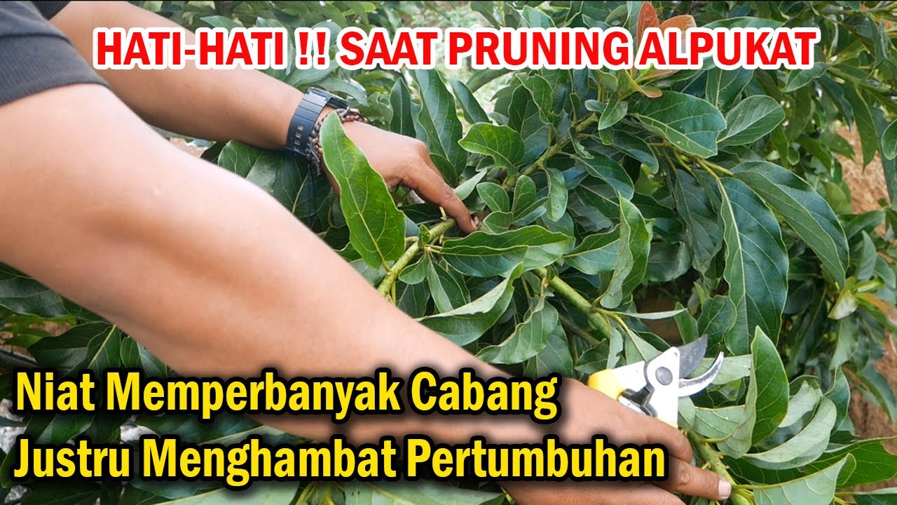 Cara Pruning Potes Pucuk Yang Benar Agar Alpukat Berbuah Banyak