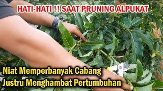 Cara Pruning Potes Pucuk Yang Benar Agar Alpukat Berbuah Banyak