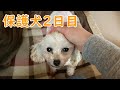 うちに来て2日目の保護犬の様子は?