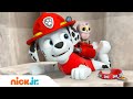 PAW Patrol | ¡Marshall, el cachorro de carreras! | Nick Jr. en Español