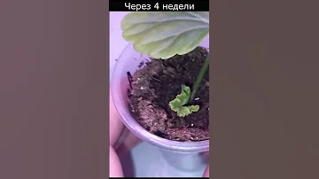 Укореняем лист герани, чтобы лист дал новый побег #shorts