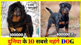 दुनिया के 10 सबसे मंहगे डांग / 10 Most Expensive Dogs in the World | महंगी नस्ल | DOGS #dog #viral