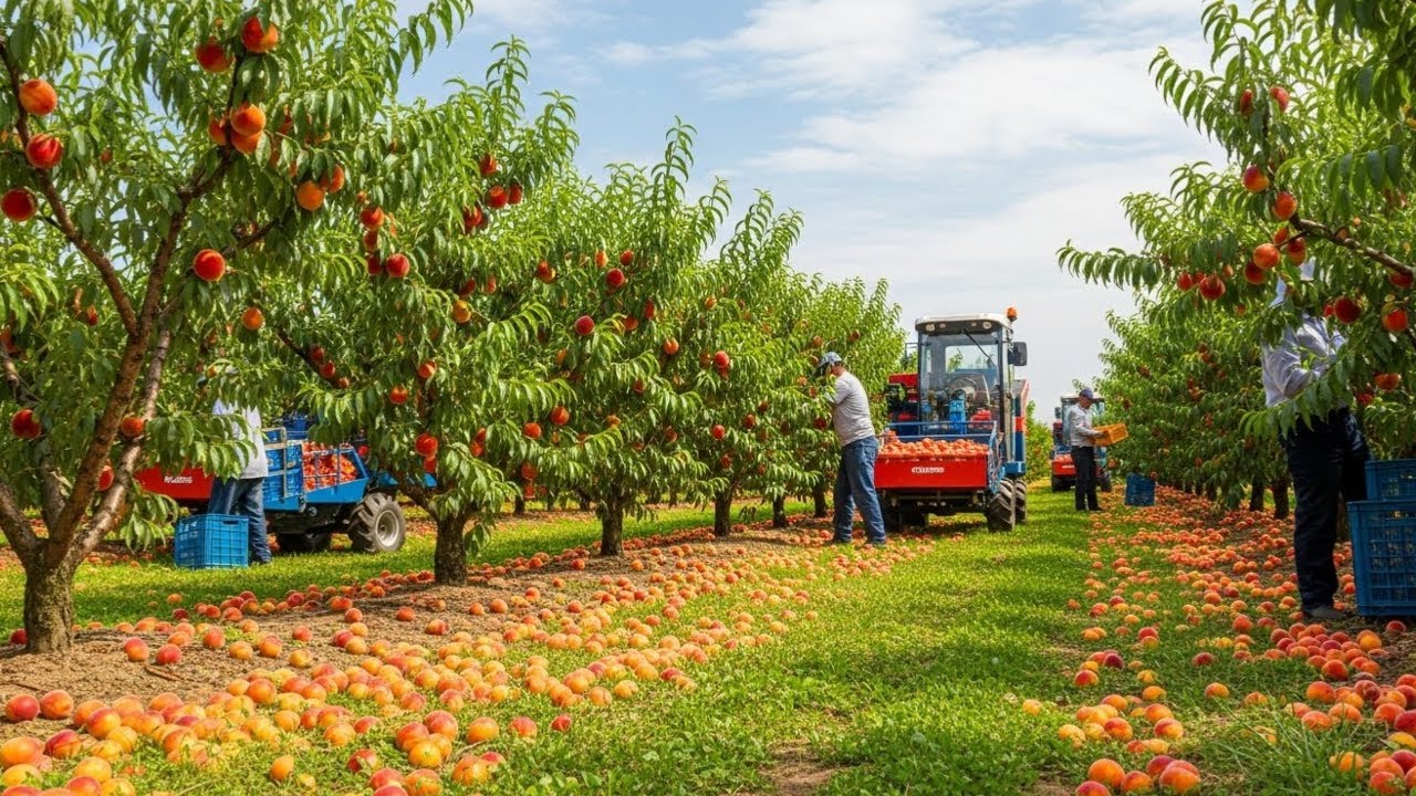 Inside U.S. Peach Farming: Harvesting and Canning Billions of Peaches