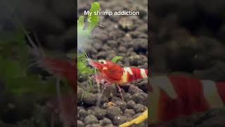 funny shrimptank smallbusiness petshrimp shrimp