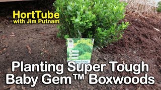 Planting Some Super Tough Baby Gem™ Boxwoods