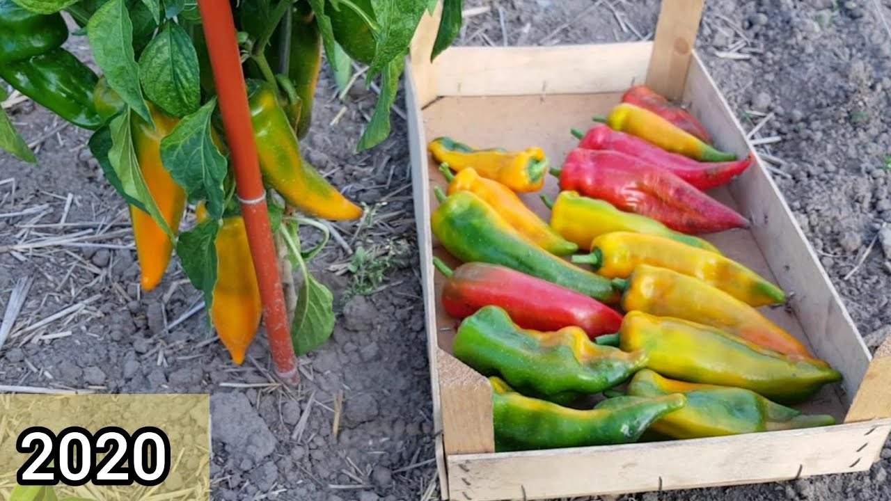 Récolte de poivrons et de  piments en Septembre 2020