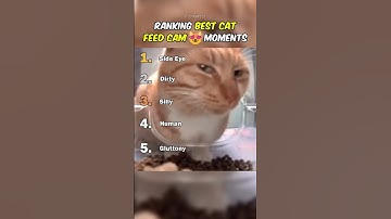 Ranking Best Cat Feed Cam Moments