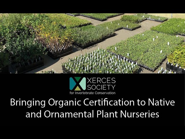 english laurel plants Napoleon Cherry Laurel  Plant Detectives