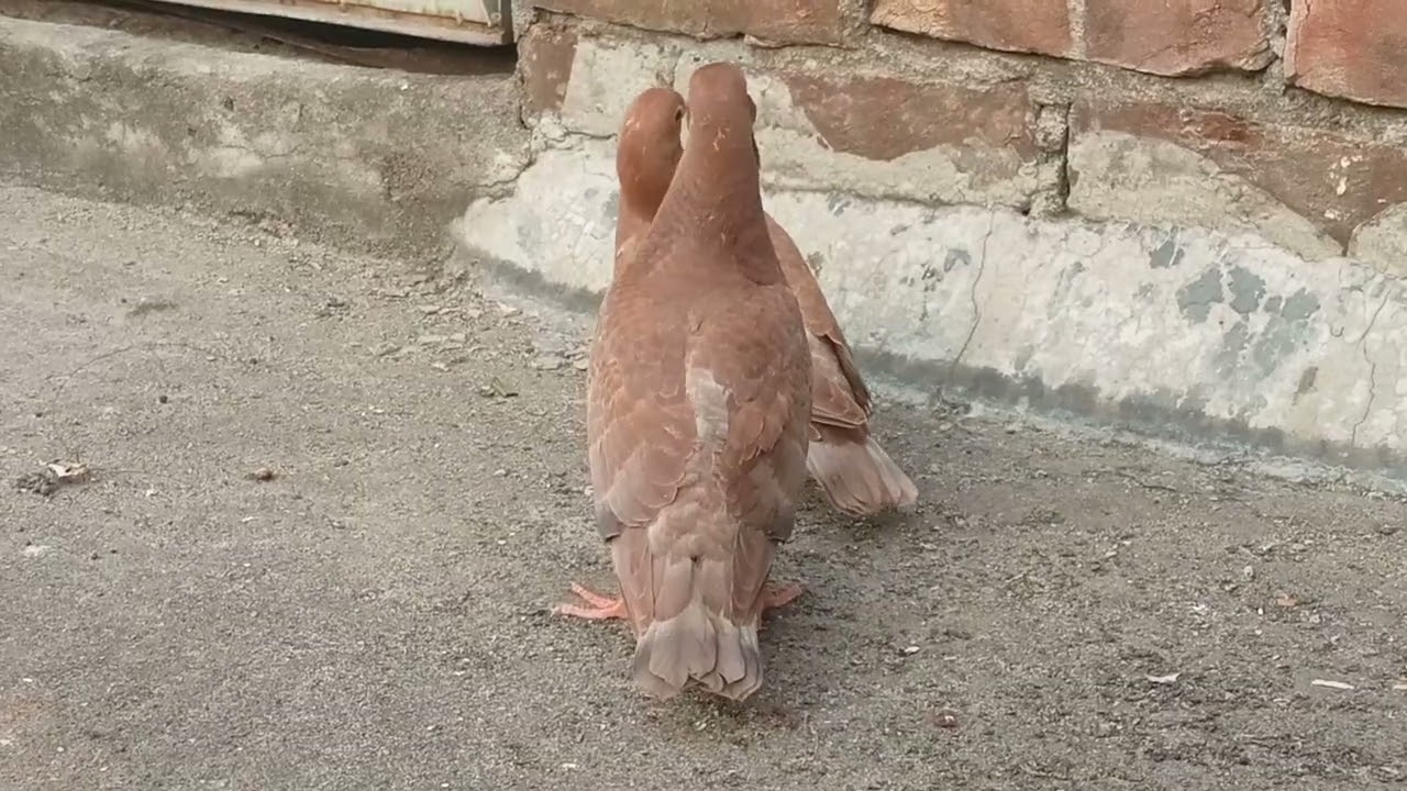 Red huma baby 19 day's # Alhamdulillah 