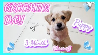 Puppy || Anak Anjing || Grooming Anak Anjing - Transformasi Casper Si Botak 😂🐶