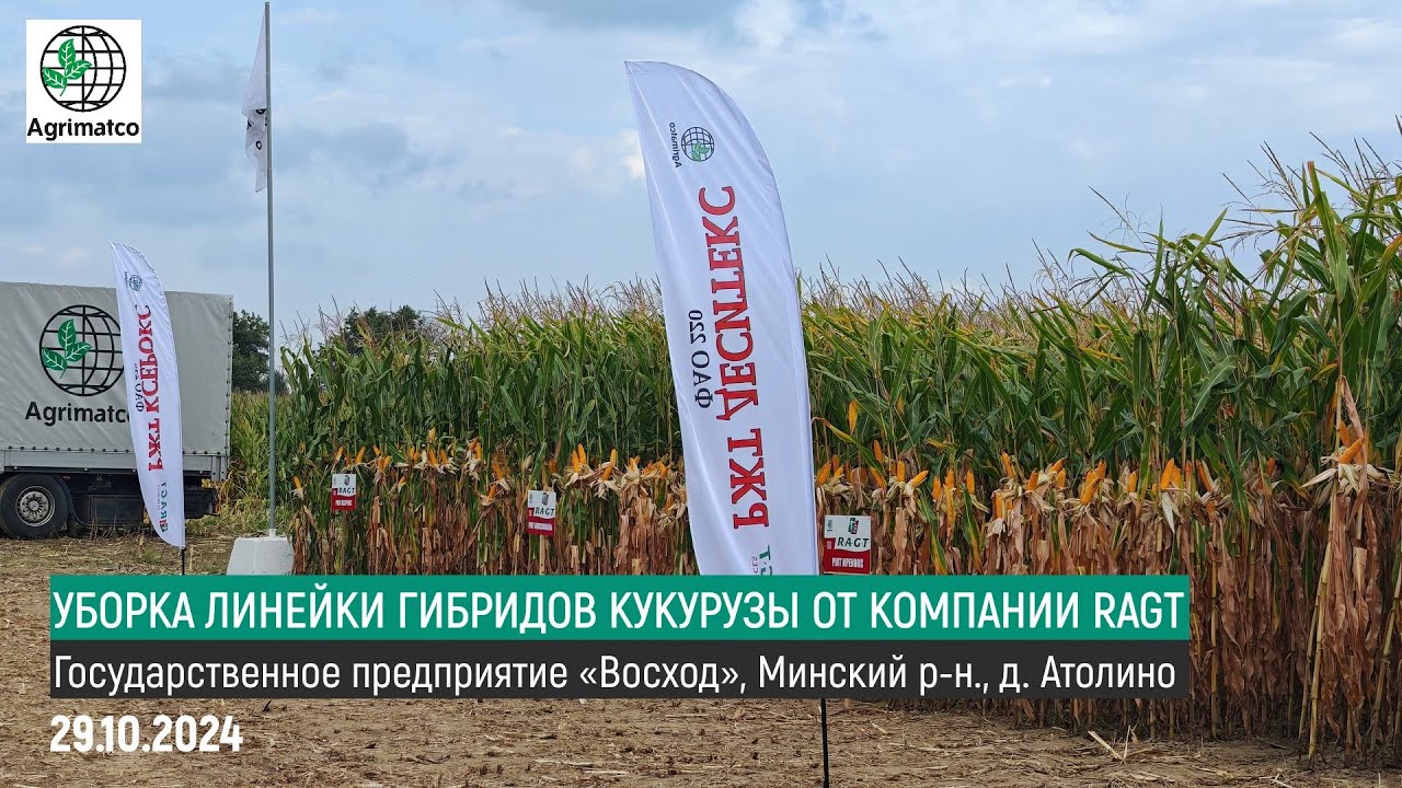 УБОРКА ЛИНЕЙКИ ГИБРИДОВ КУКУРУЗЫ ОТ КОМПАНИИ RAGT, Франция | КУПИТЬ СЕМЕНА КУКУРУЗЫ