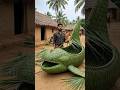 Amazing Giant Fish Basket Made from Coconut Leaves 🌴 | Traditional Village Craft ASMR
